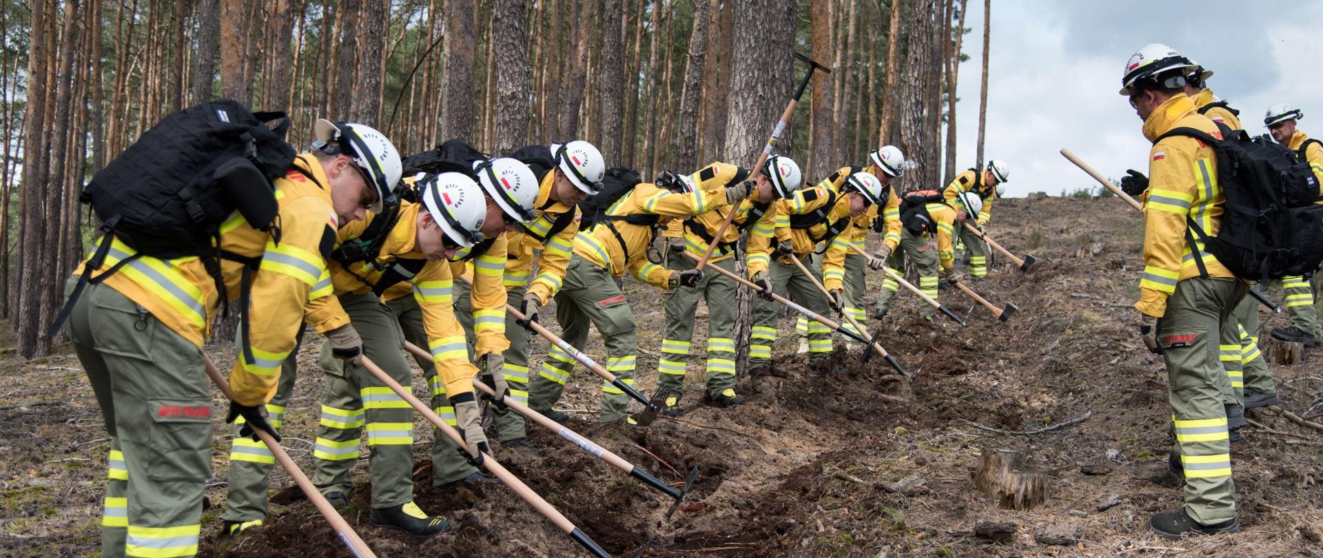 Strażacy, stojąc w szeregu, prowadzą mineralizację poszycia leśnego za pomocą podręcznego sprzętu.