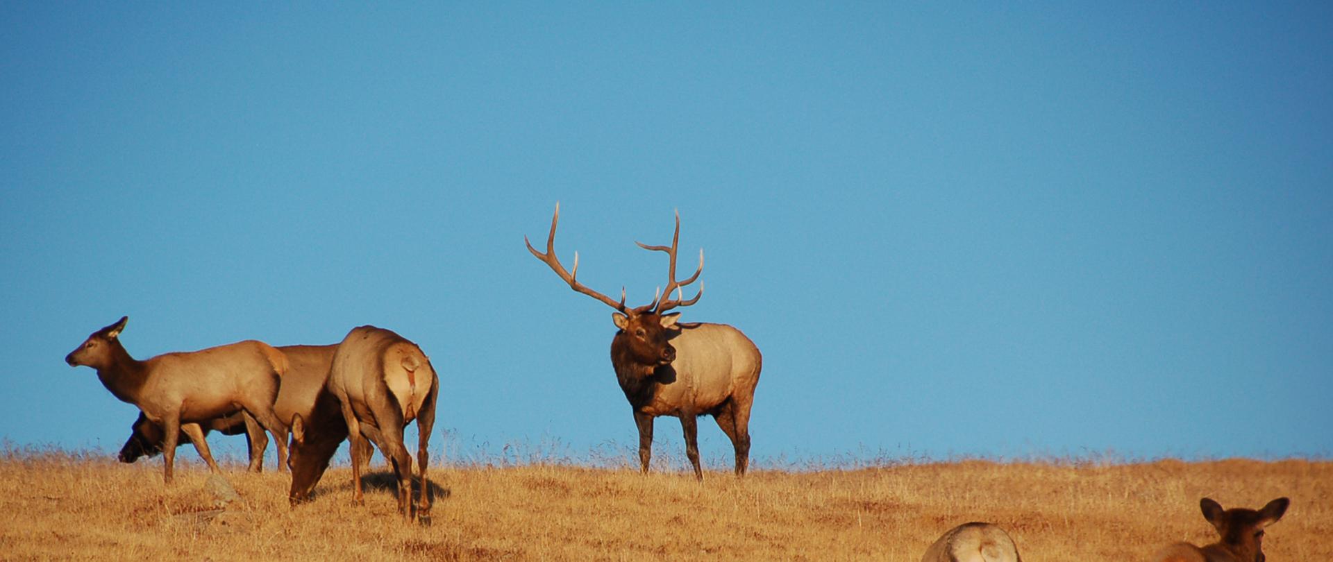 Na wzgórzu porośniętym żółtą roślinnością trawiastą pasie się stado wapiti.