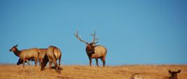 Na wzgórzu porośniętym żółtą roślinnością trawiastą pasie się stado wapiti.