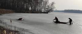 Opis zdjęcia: Na zdjęciu widać zamarznięte Jezioro Pokrzywnickie. Na pokrywie lodowej znajdują się czerwone sanie wodno-lodowe, na których jest ratownik trzymający linę. Obok sań znajduje się drugi ratownik zabezpieczony liną przymocowaną do jego pleców. Po lewej stronie widać osobę w wodzie. Na drugim planie znajdują się drzewa i linia brzegowa. W górnej części widać zachmurzenie.
