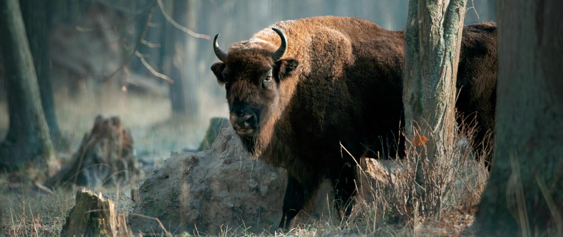 European bison in november forest