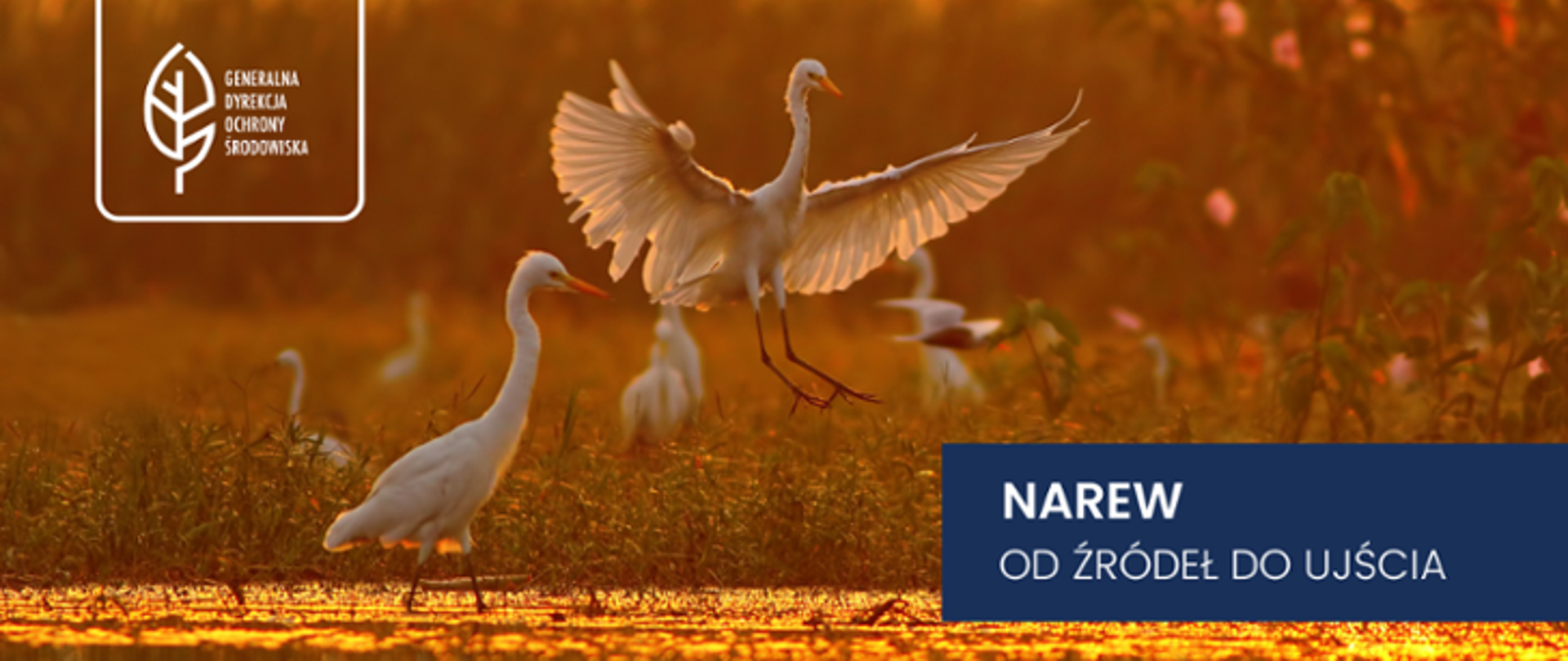 Na pierwszym planie dwie czaple, jedna z nich ląduje. W wodzie odbijają się promienie słońca. Z wody wyrastają rośliny. Na górze po lewej stronie znajduje się logotyp Generalnej Dyrekcji Ochrony Środowiska. Na dole po prawej stronie napis: Narew od źródeł do ujścia. 