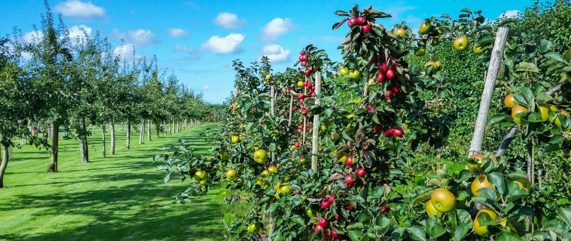 Zdjęcie przedstawiające sad jabłoniowy