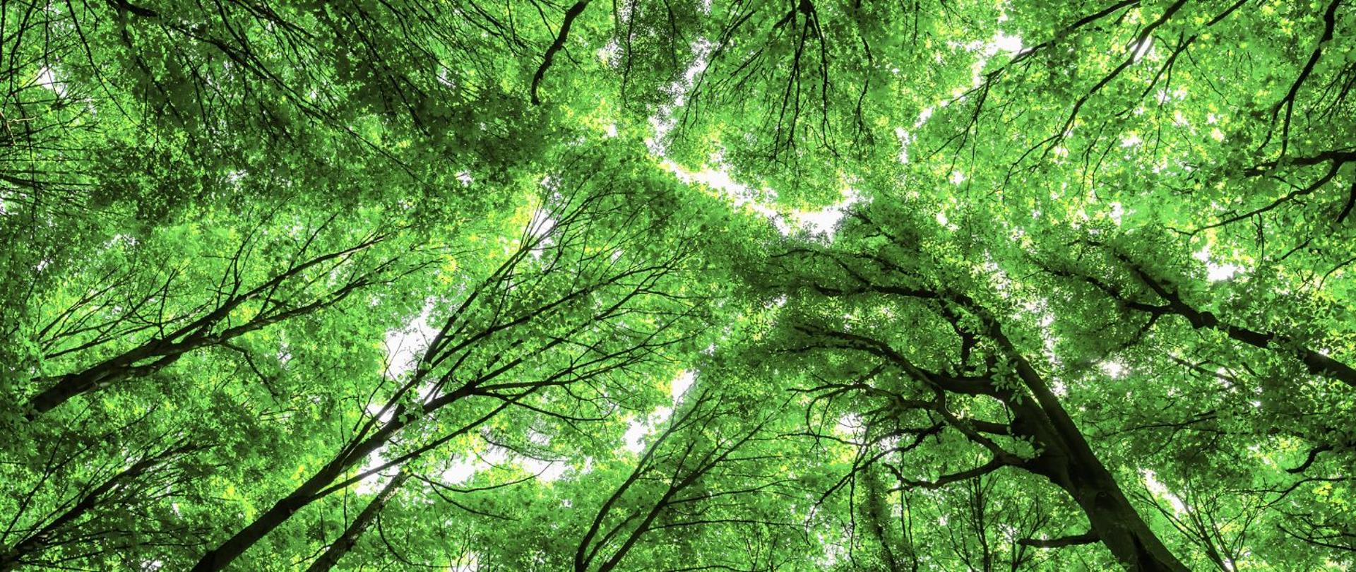 Poland is creating Community Forests around cities