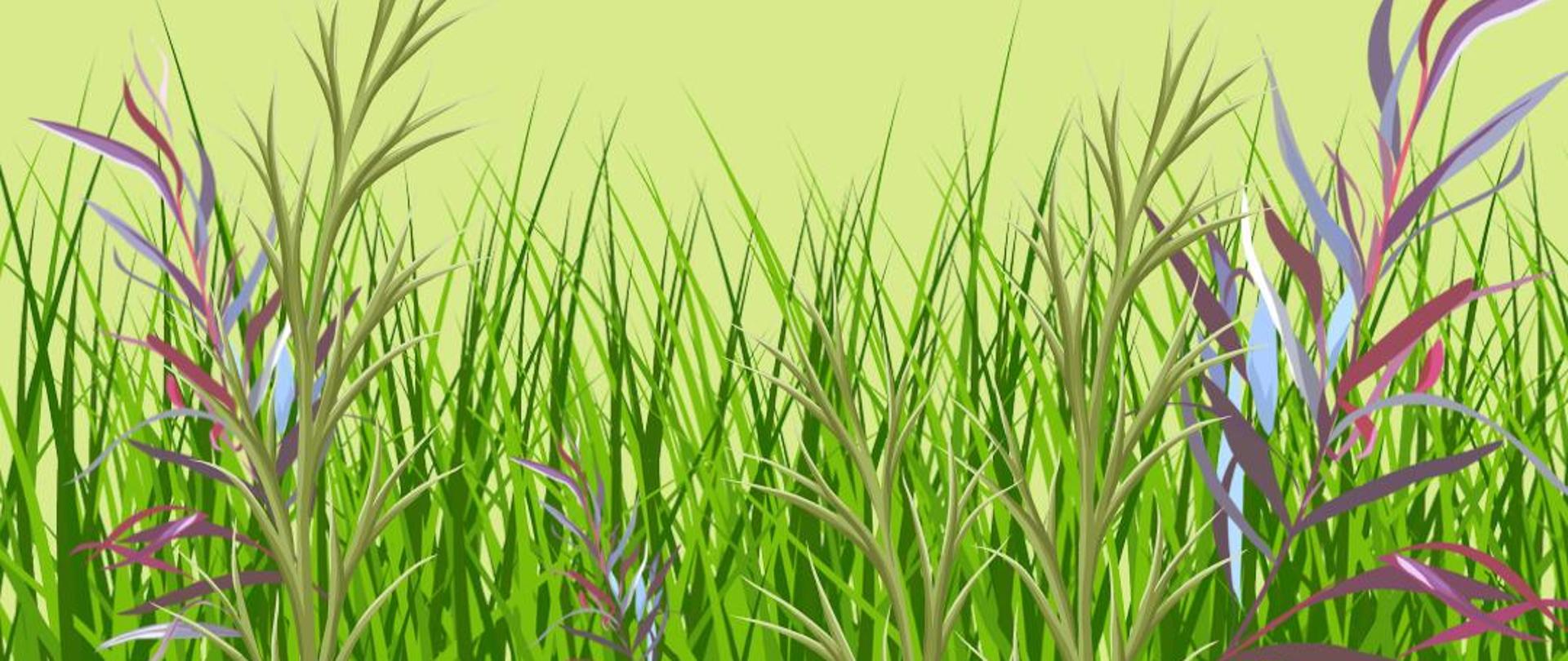 Na grafice jest trawa.