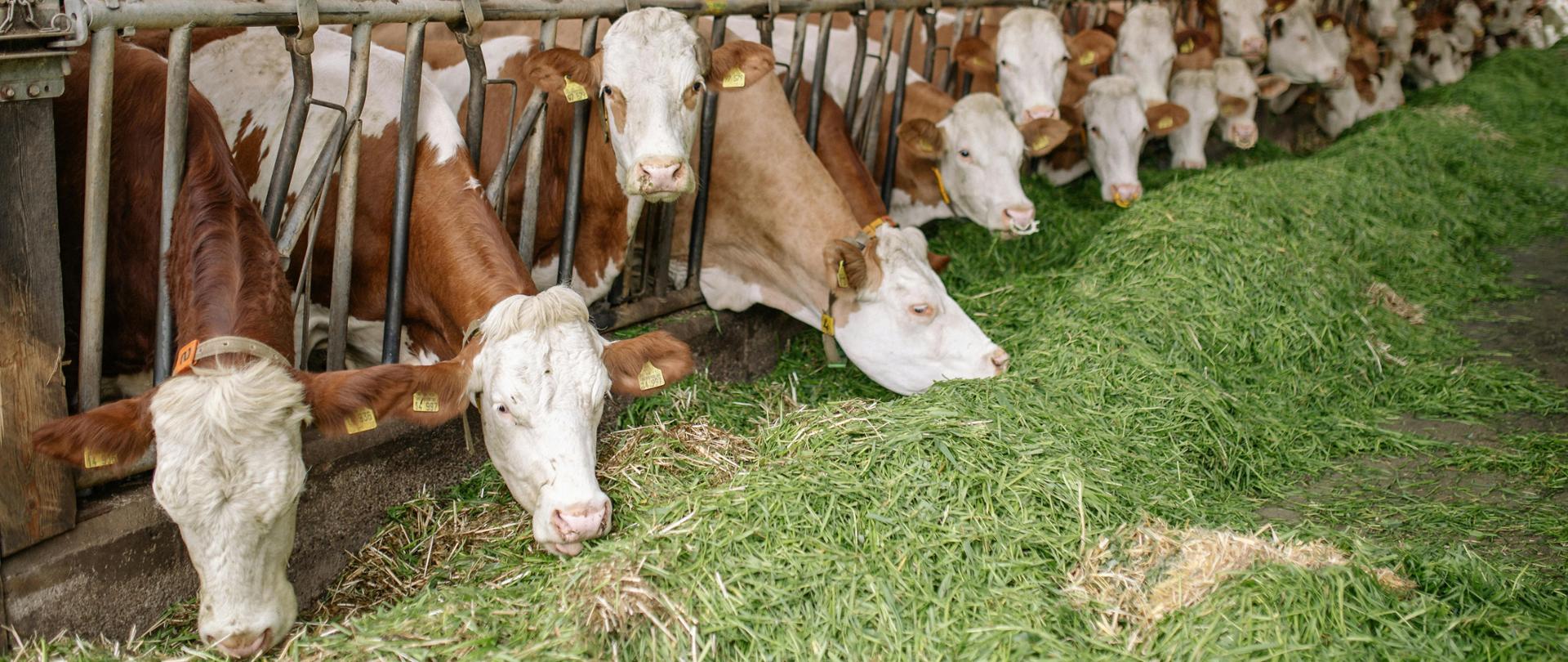 Pryszczyca – choroba zwierząt parzystokopytnych