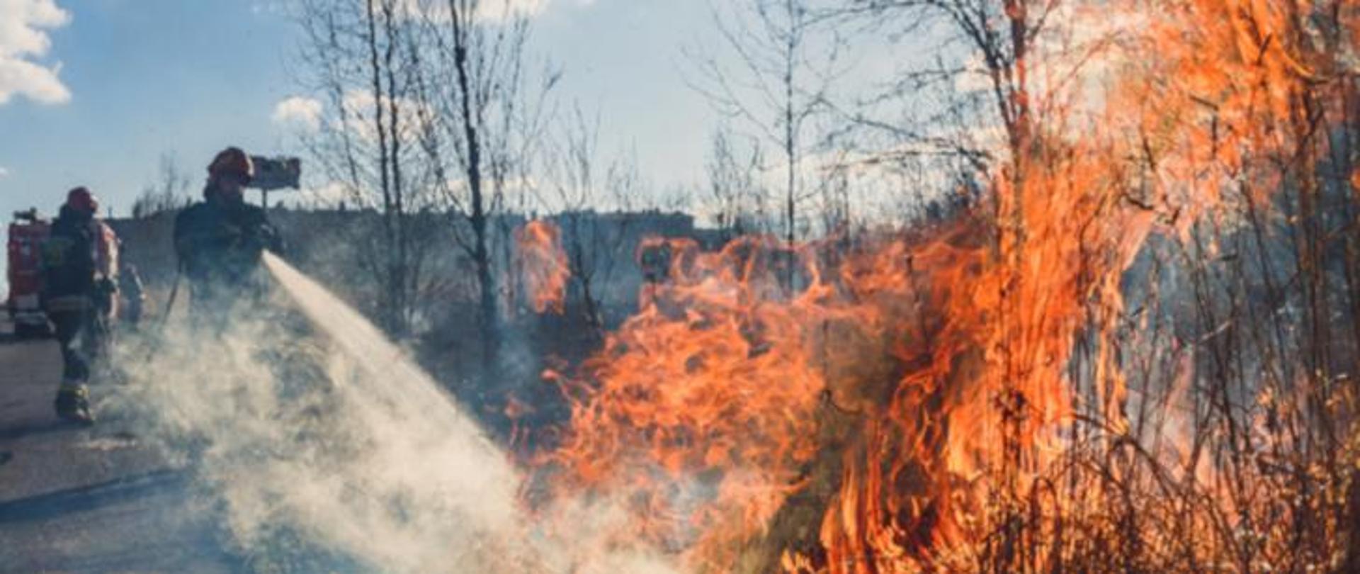 Dwaj strażacy gaszą pożar trawy na nieużytkach. W prawej części zdjęcia płonąca wysoka trawa, w lewej części strażacy z gaszący wodą. W oddali suche, wysokie drzewa.