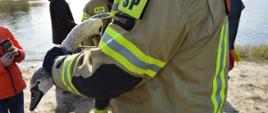 Brzeg akwenu. Na pierwszym planie strażak stojący bokiem, trzymający w rękach łabędzia (widoczna głowa i szyja ptaka). W tle inny strażak, osoby cywilne oraz akwen. 