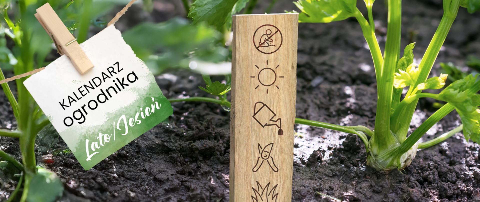 na zdjęciu widoczny jest fragment ogródka warzywnego. Na pierwszym planie rośnie zielona roślina (najprawdopodobniej seler lub inna roślina liściasta). W ziemi wbity jest drewniany znacznik z piktogramami ogrodniczymi: przekreślony symbol kopania, słońca, konewka z kroplą wody, sekator oraz trawa/roślina. Z lewej strony, na sznurku przypięta jest spinaczem karteczka z napisem: "KALENDARZ ogrodnika Lato/Jesień". Tło stanowi ziemia grządek oraz zielone liście innych roślin.
