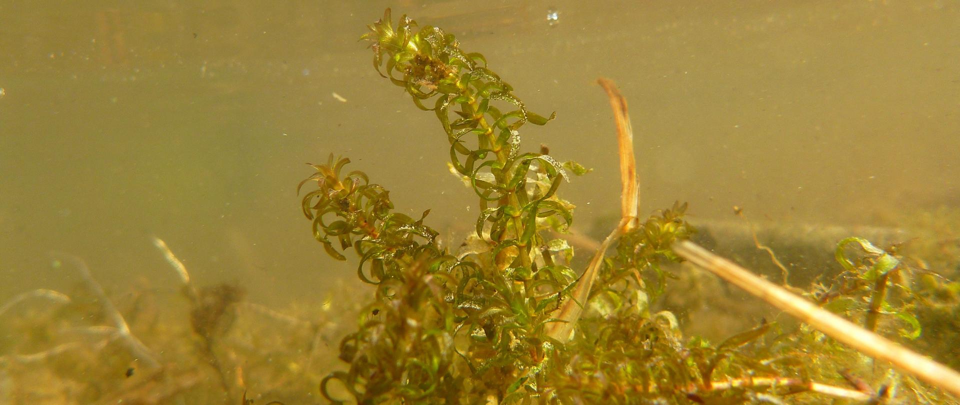 Na zdjęciu moczarka delikatna o zielonych listkach wyrastających po kilka wokół łodyżki. 