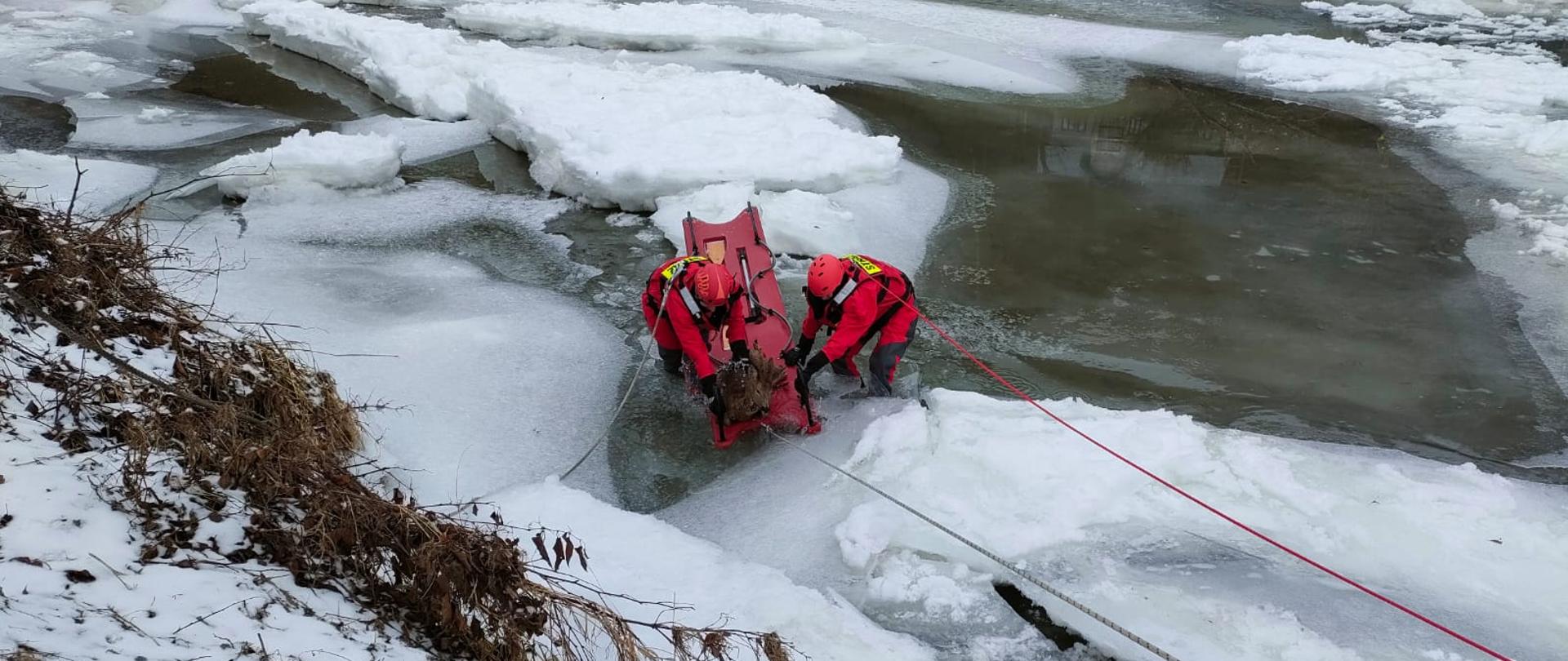 Strażacy z saniami lodowymi w nurcie rzeki ratują sarnę.