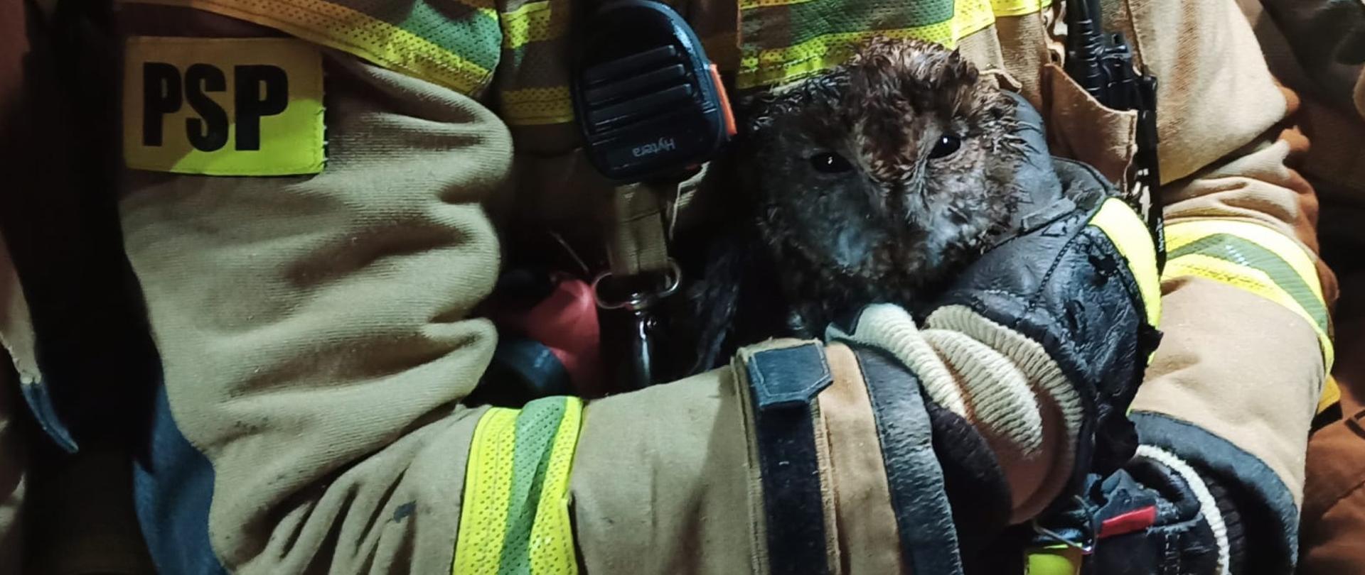 Strażak trzyma sowę w rękach