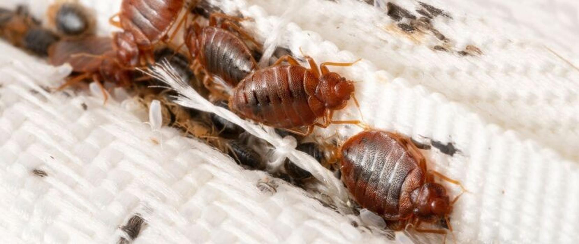 Zdjęcie przedstawia pluskwy chodzące po dywanie