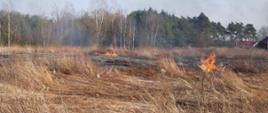 Zdjęcie przedstawia znaczny połacie wypalonej trawy, częściowo z zarzewiami ognia. Na drugim planie las.