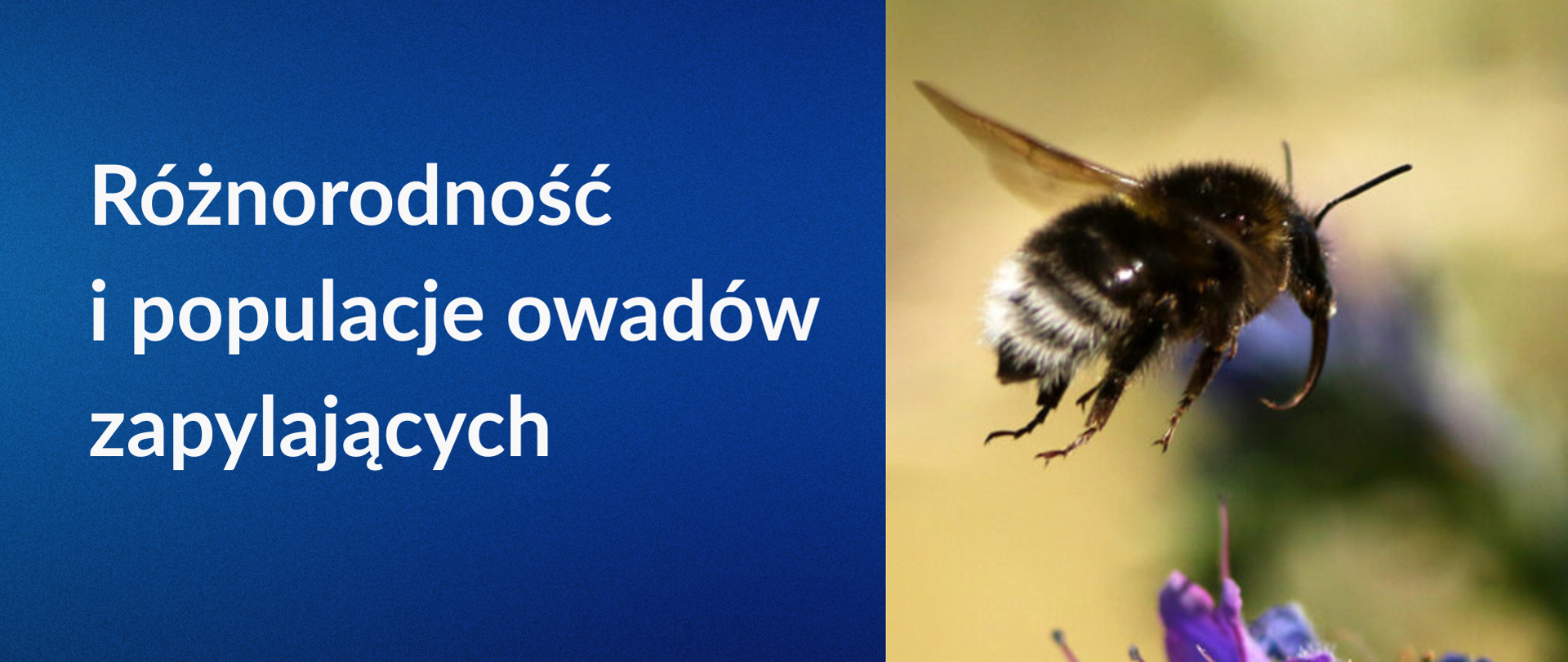 po lewej napis różnorodność i populacje owadów zapylających, po prawej zdjęcie trzmiela ogrodowego (Bombus hortorum) 