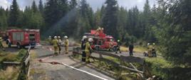 Zdjęcie przedstawia strażaków podczas ćwiczeń, którzy gaszą pozorowany pożar lasu.