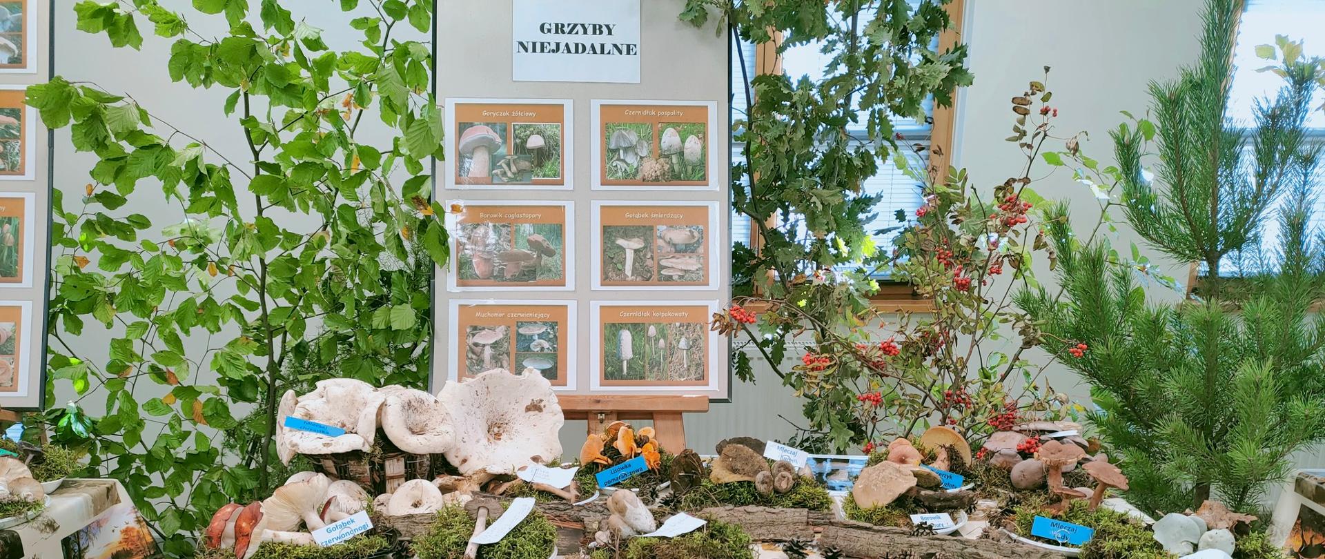 1_Wystwa_gzrybów