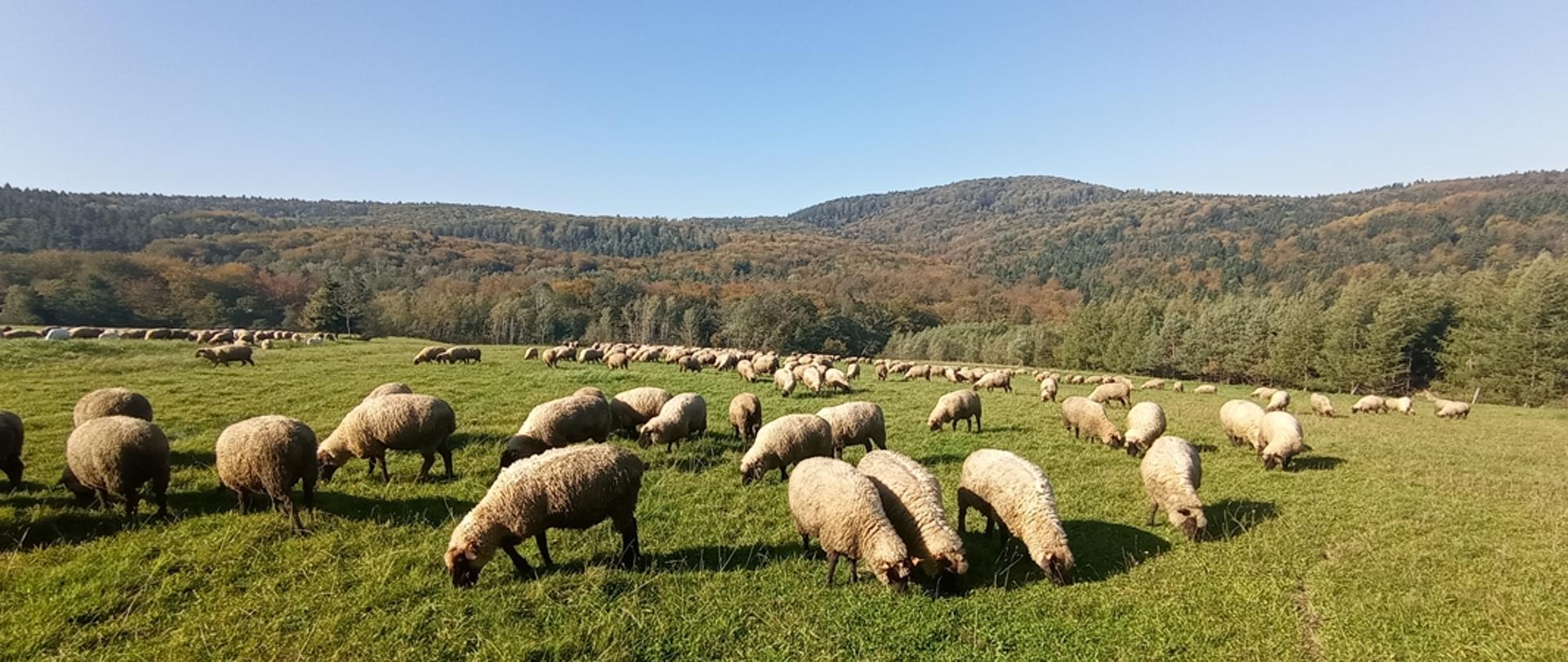 Letni wypas owiec w Owczarach, Beskid Niski. Fot. Robert A. Dul, 2021. 