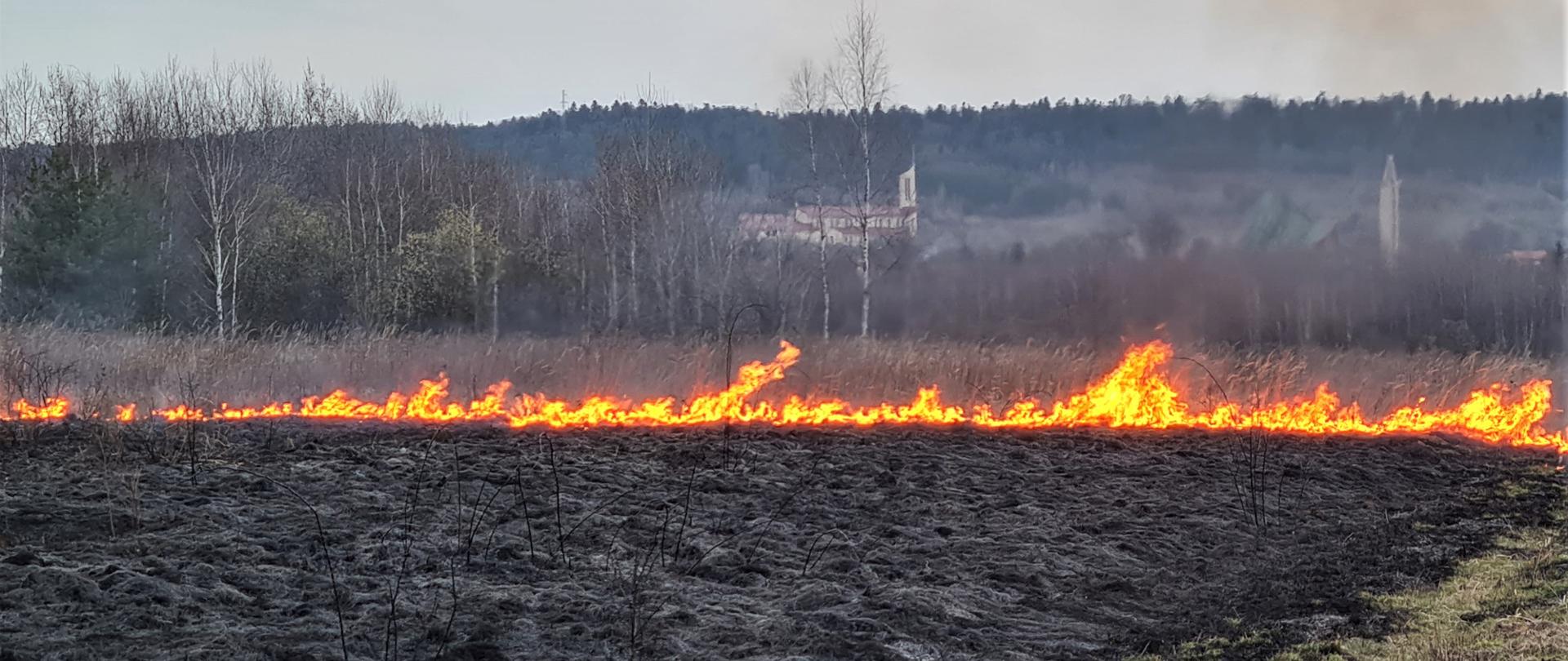 Zdjęcie przedstawia pożar trawy na nieużytkach rolnych. Wędrująca lina ognia, a za nią wypalona trawa. 