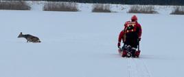 zdjęciu widoczni są ratownicy, którzy przy wykorzystaniu sań lodowych udają się po uwięzione zwierzę.