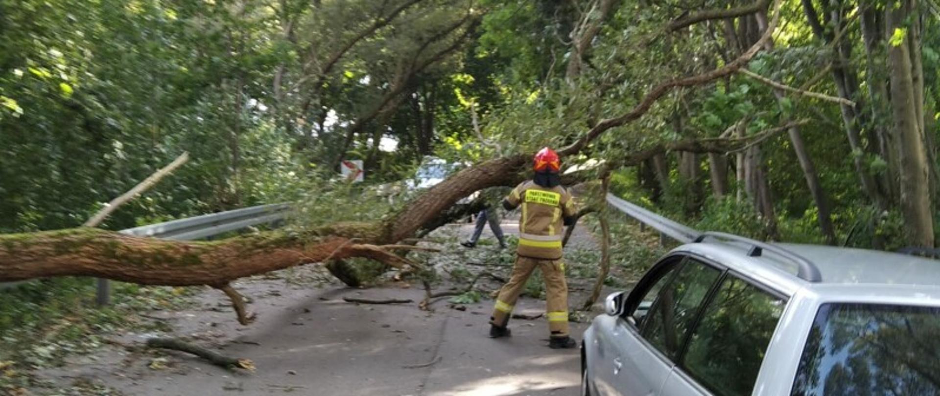 Drzewo powalone na drodze, brak przejazdu. Szary samochód stoi przed powalonym drzewem. Strażaka w czerwonym hełmie zaczyna usuwać konar.