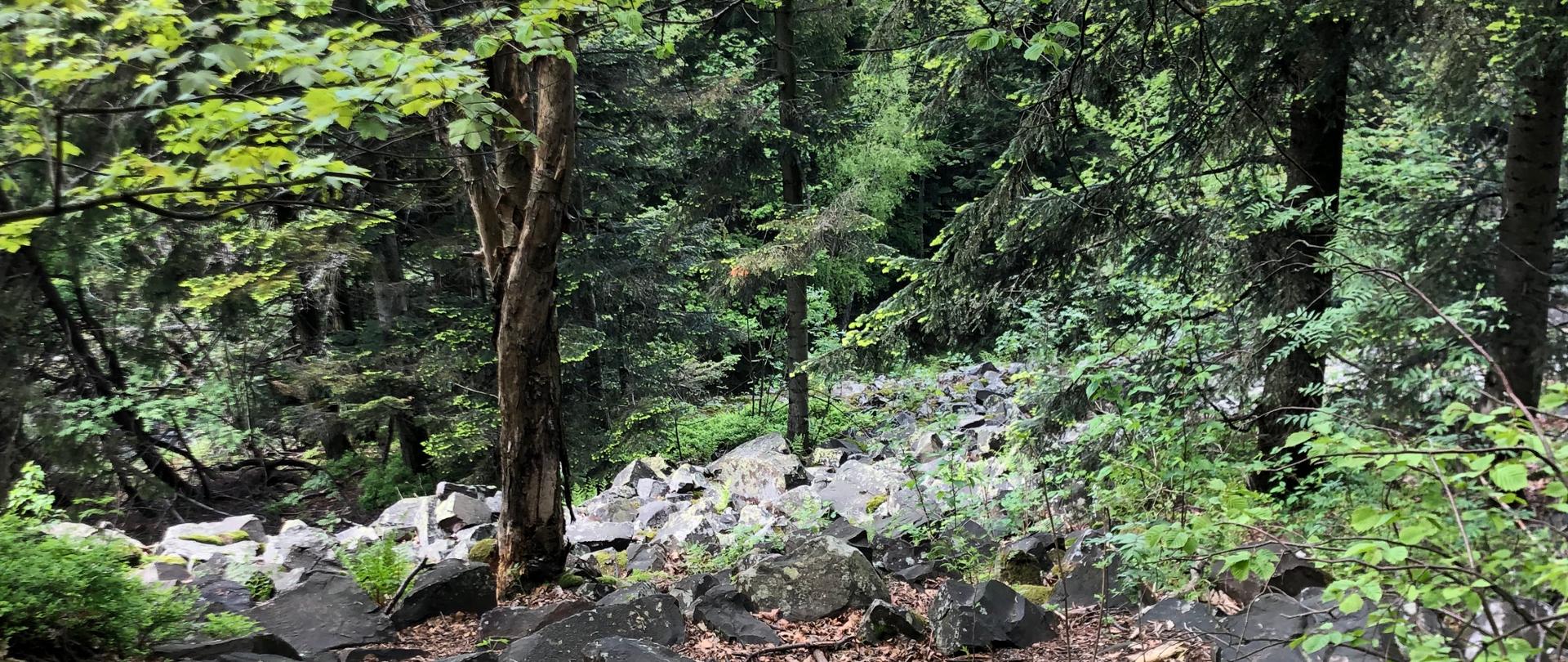 Las w Świętokrzyskim Parku Narodowym.