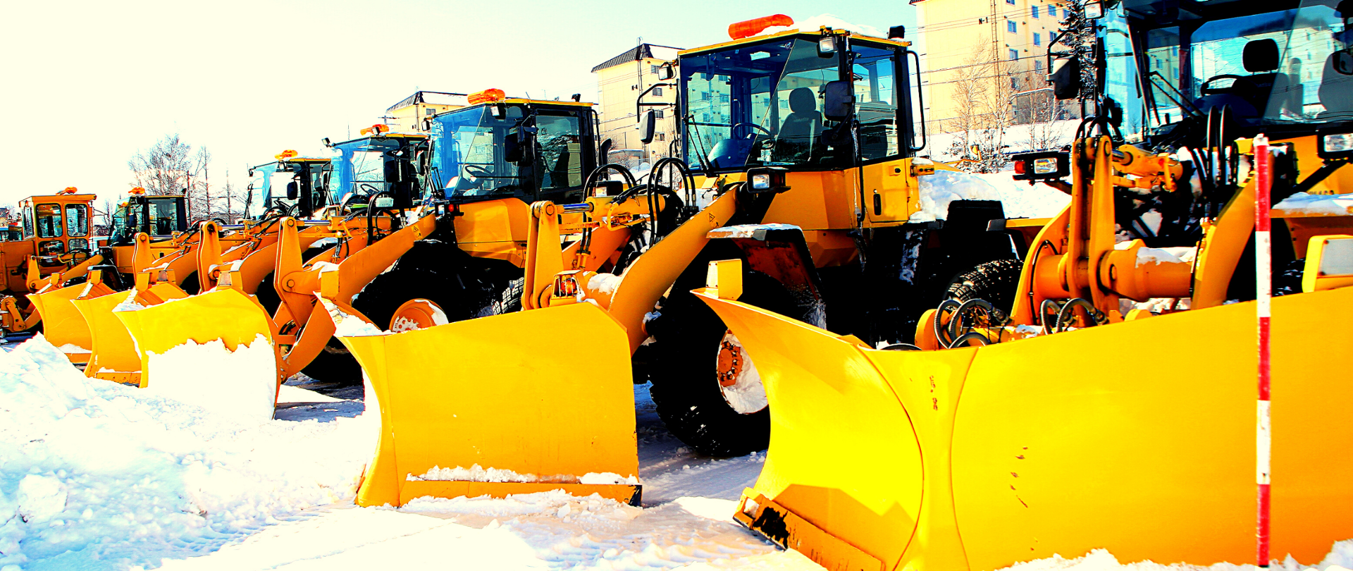 Rząd stojących w śniegu żółtych pługów/odśnieżarek.