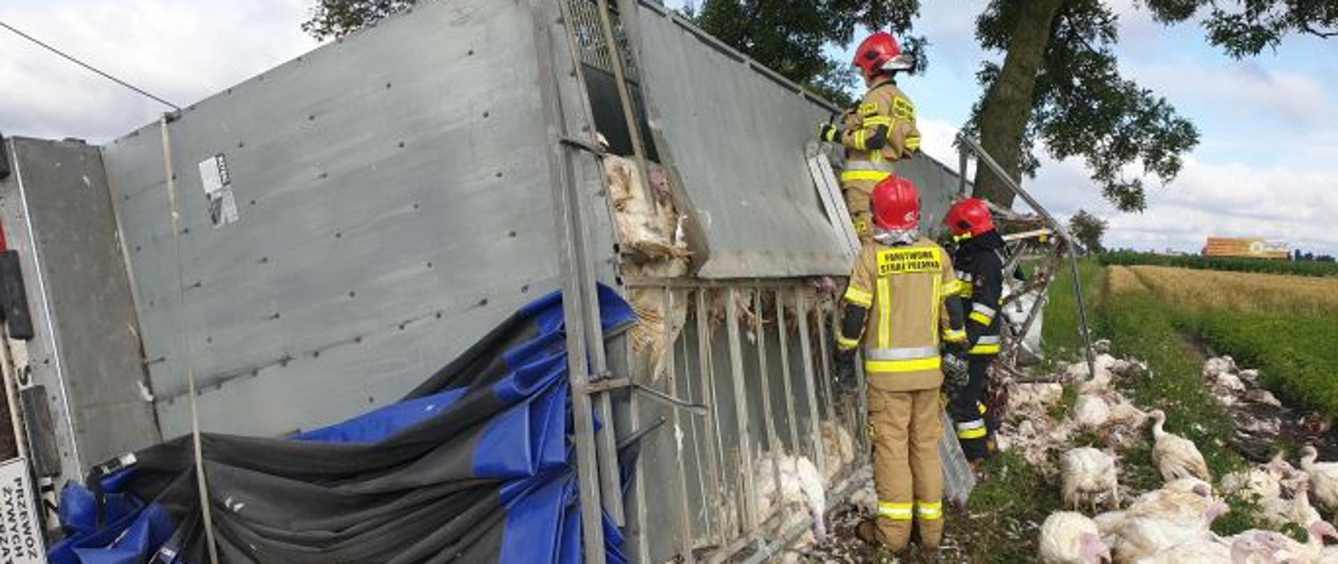 Przewrócona przyczepa z indykami, trzech strażaków rozcina konstrukcję przyczepy