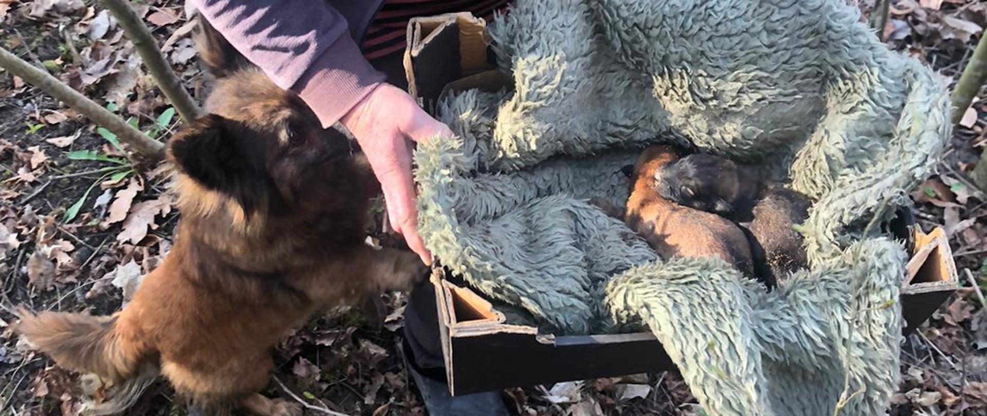 Uwolnienie psiej rodziny z nory