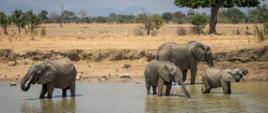 Cztery słonie chodzą po stawie