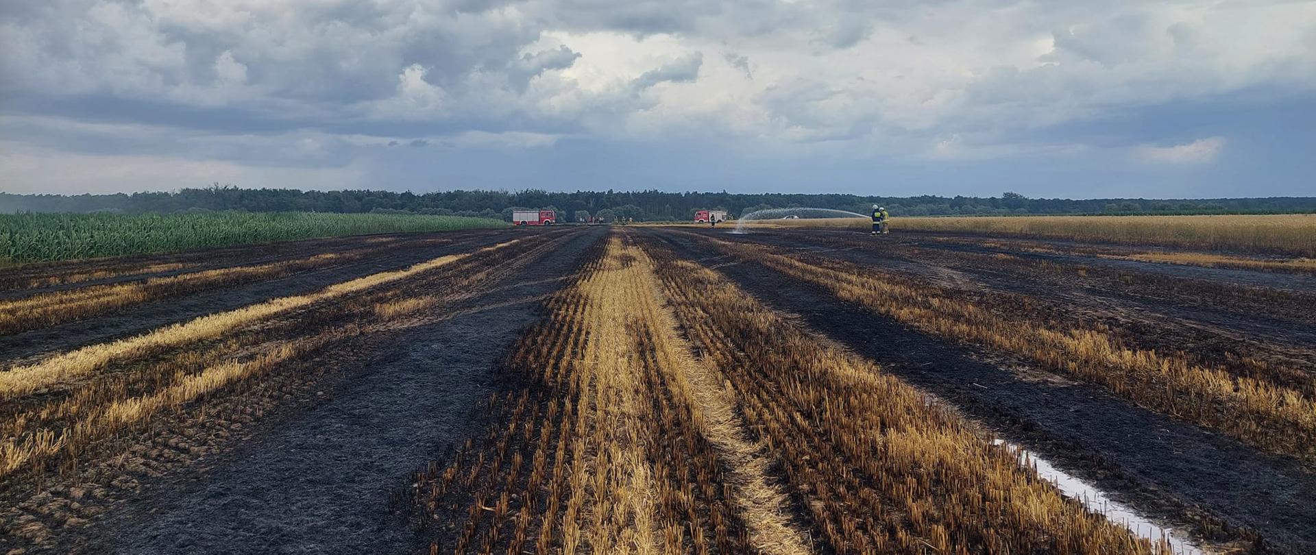 Pożar słomy i ścierniska. Pola w okolicy miejscowości Kołaczkowice. Na tle lasu dwa dwa wozy strażackie oraz strażacy dogaszający pożar ścierniska i słomy. Z lewej strony pole z kukurydzą, z prawej - zboże na pniu.