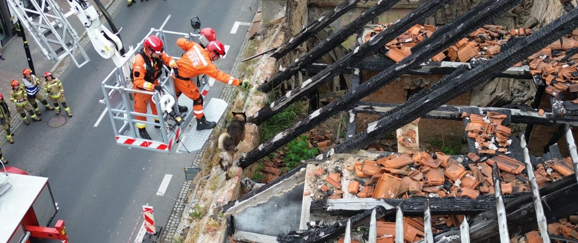 Strażacy stoją w koszu podnośnika i wprowadzają psa ratowniczego w celu przeszukania gruzowiska w kamienicy. Na ulicy stoją strażacy. 