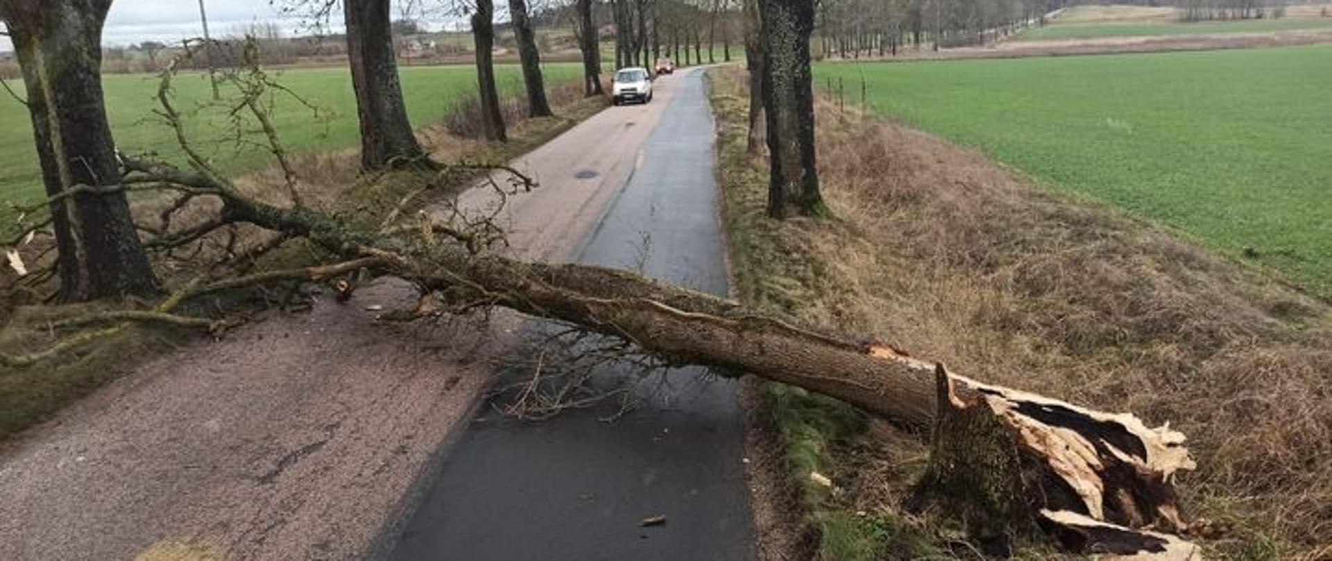 W centralnym punkcie zdjęcia kawałek drogi i leżące na niej powalone drzewo. Drzewo blokuje dwa pasy ruchu. Zdjęcie wykonane w dzień. Jest zima ale krajobraz jest świeżo po odwilży. Widać zielone pole i biegnące wzdłuż drogi drzewa
