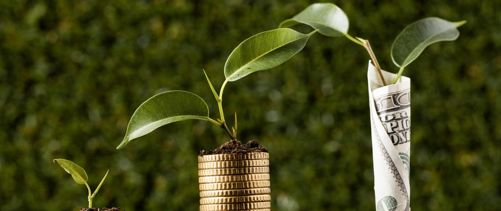 3 stosy monet i banknotów z roślinami na samej górze