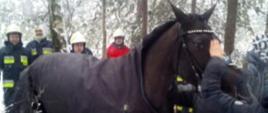 zdjęcie przedstawia działania ratownicze podczas ratowania konia