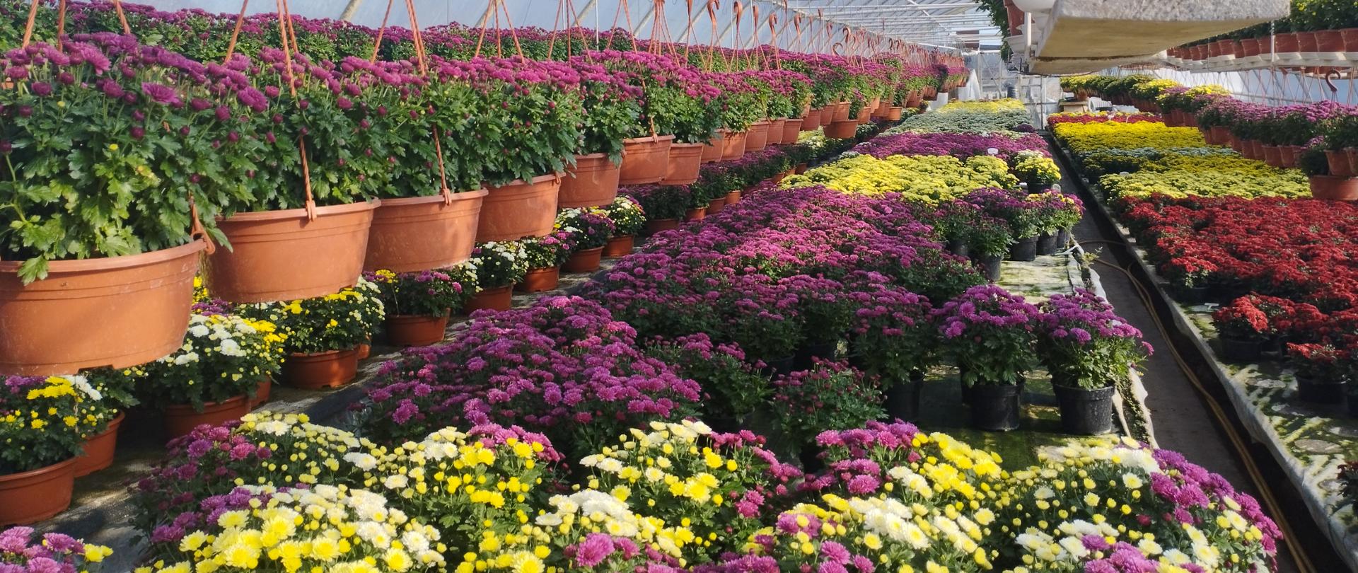 Zdjęcie przedstawia produkcję chryzantemy