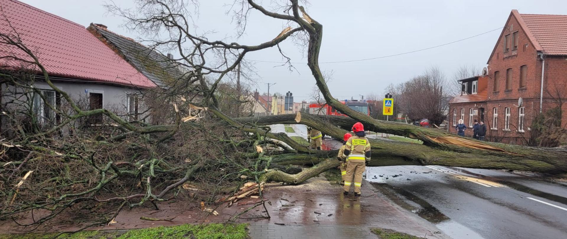 drzewo przewalone na jezdnię