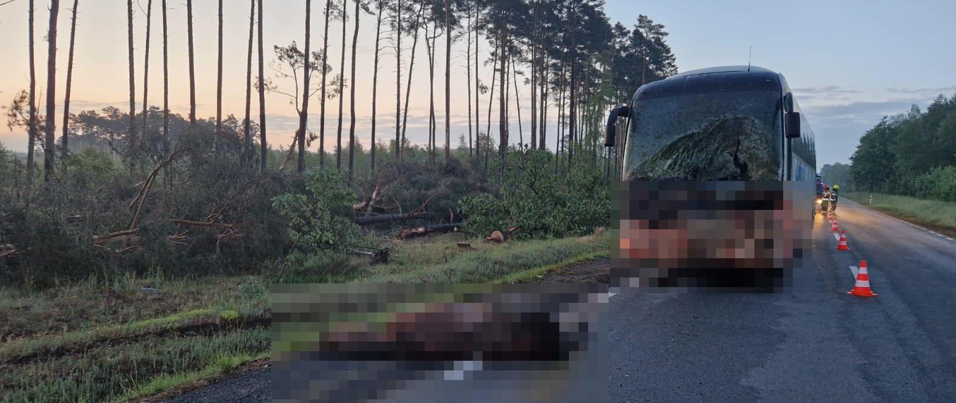 Uszkodzony autobus na drodze a przed nim potrącony leżący koń