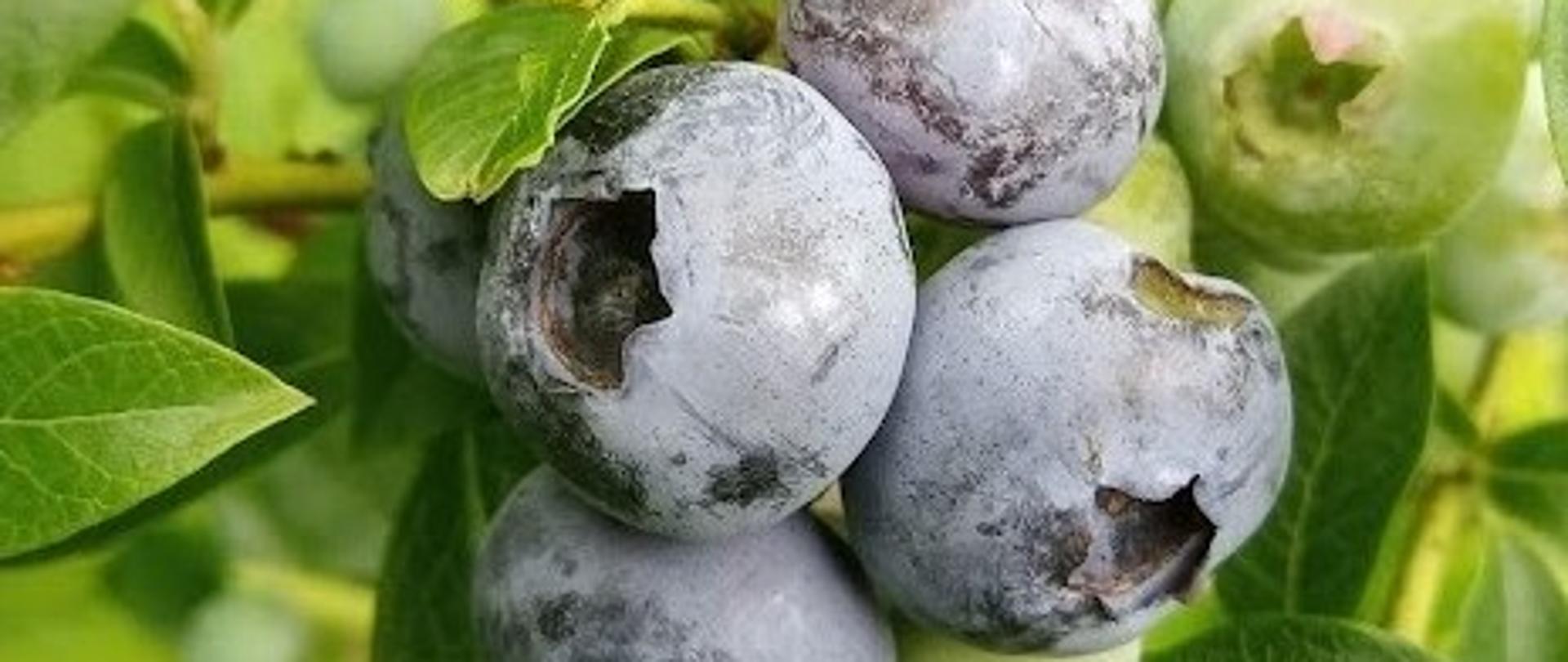 Fragment rośliny, na pierwszym planie grono dojrzałych czterech owoców, po lewej stronie na drugim planie owoce niedojrzałe, otoczone liśćmi