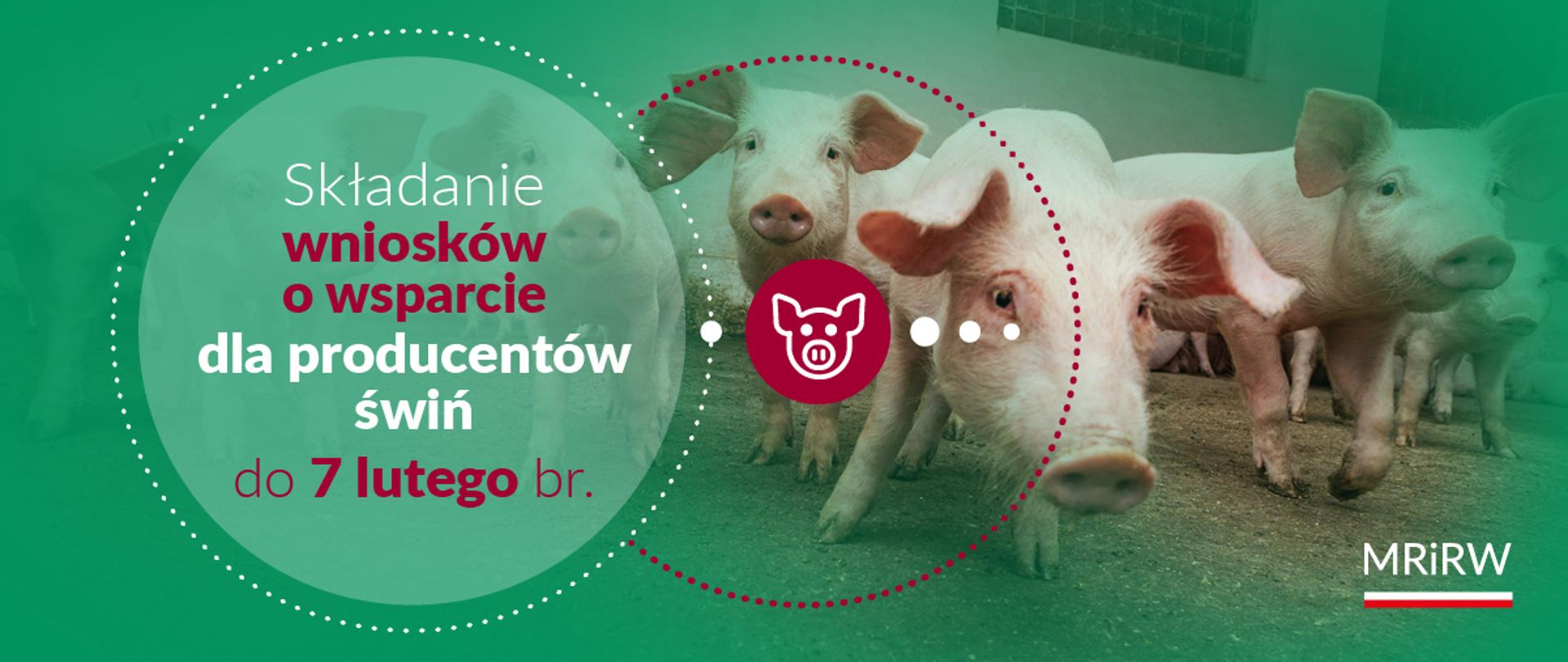 Wnioski o pomoc dla hodowców świń: termin wydłużony do 7 lutego br.