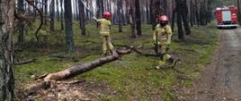 Zdjęcie przedstawia strażaków w lesie podczas ćwiczeń. Jeden ze strażaków przycina gałęzie pilarką. Z tyłu widać samochód strażacki. 