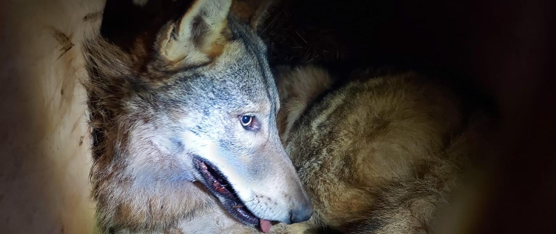 Zdjęcie przedstawia rannego wilka z Cierzpięt w skrzyni transportowej podczas podróży do ośrodka rehabilitacji w Bielsku-Białej.