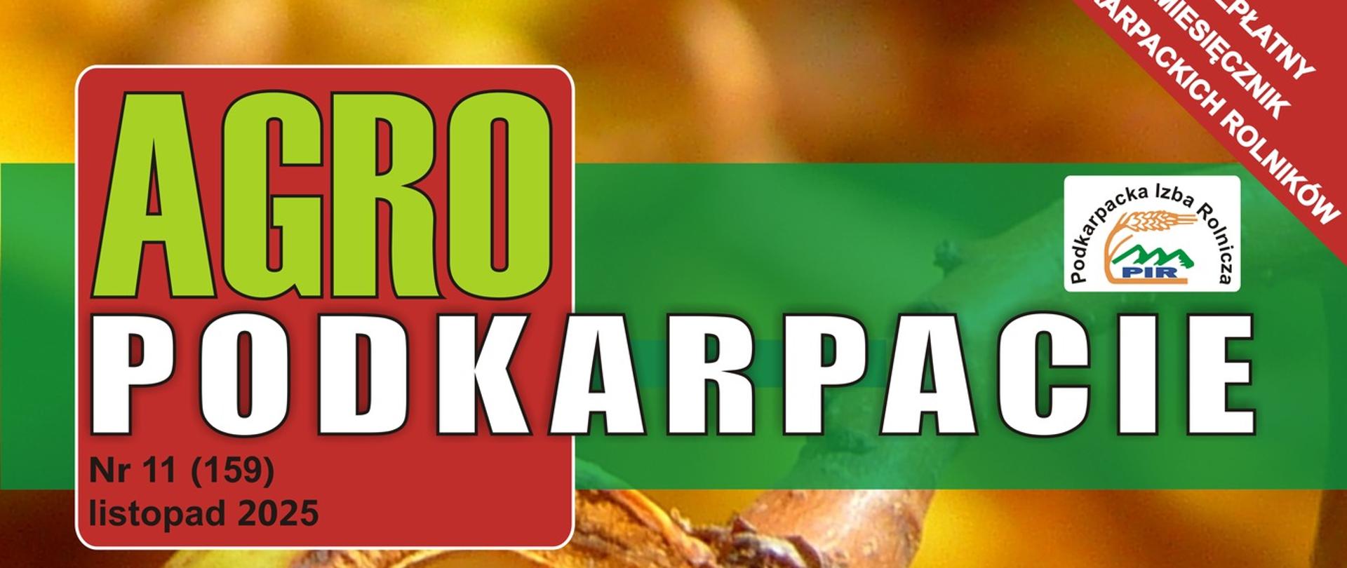 Kasztan na tle żółtych liści.