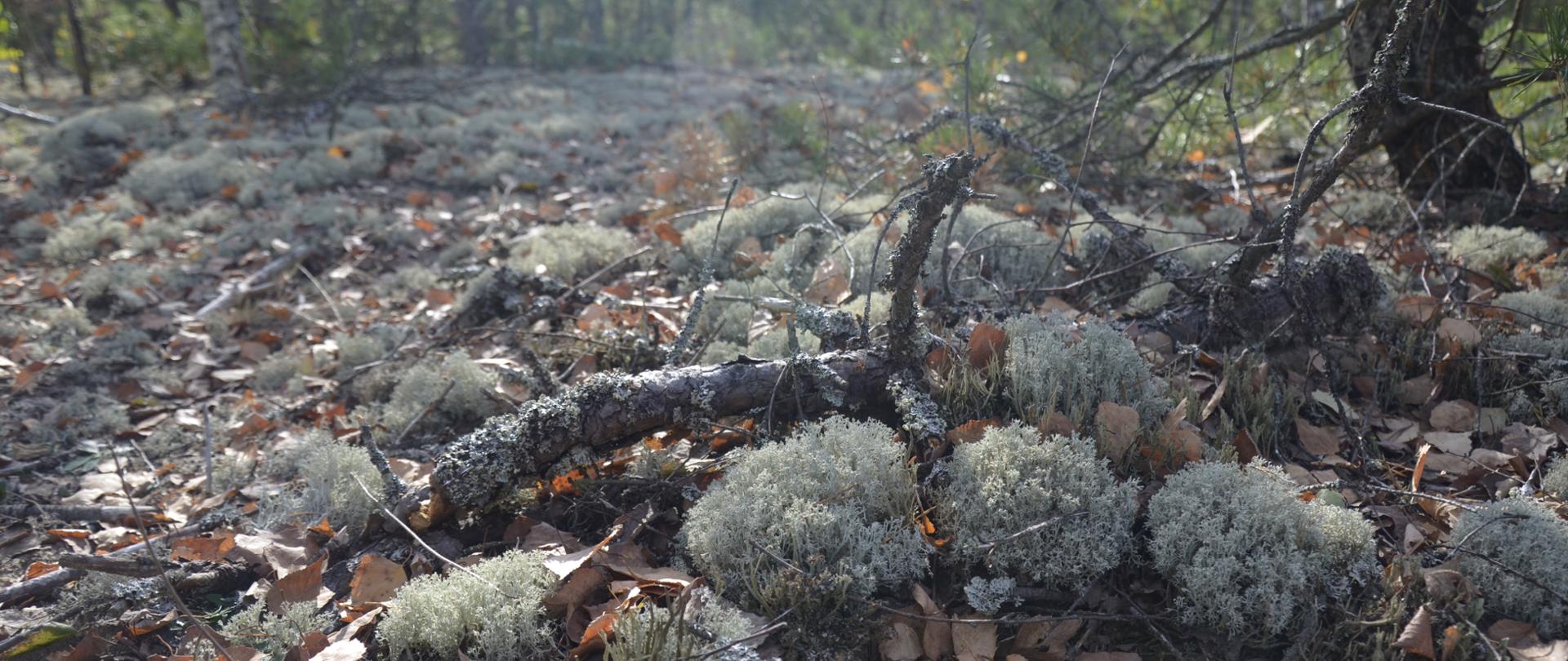 chrobotki - rezerwat Sugry