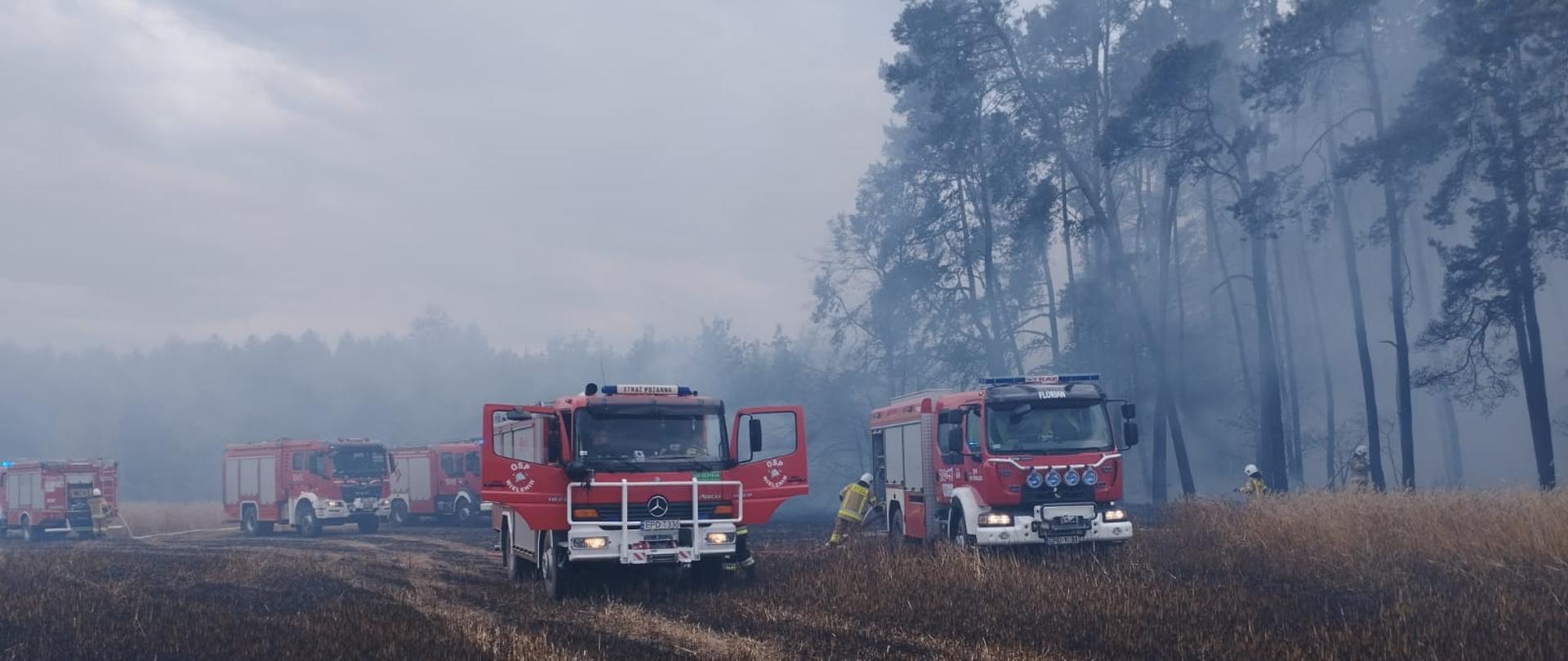 pięć wozów strażackich stoi przy zadymionym lesie. strażacy polewają wodą