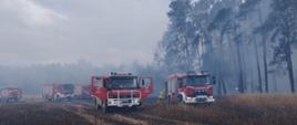 pięć wozów strażackich stoi przy zadymionym lesie. strażacy polewają wodą