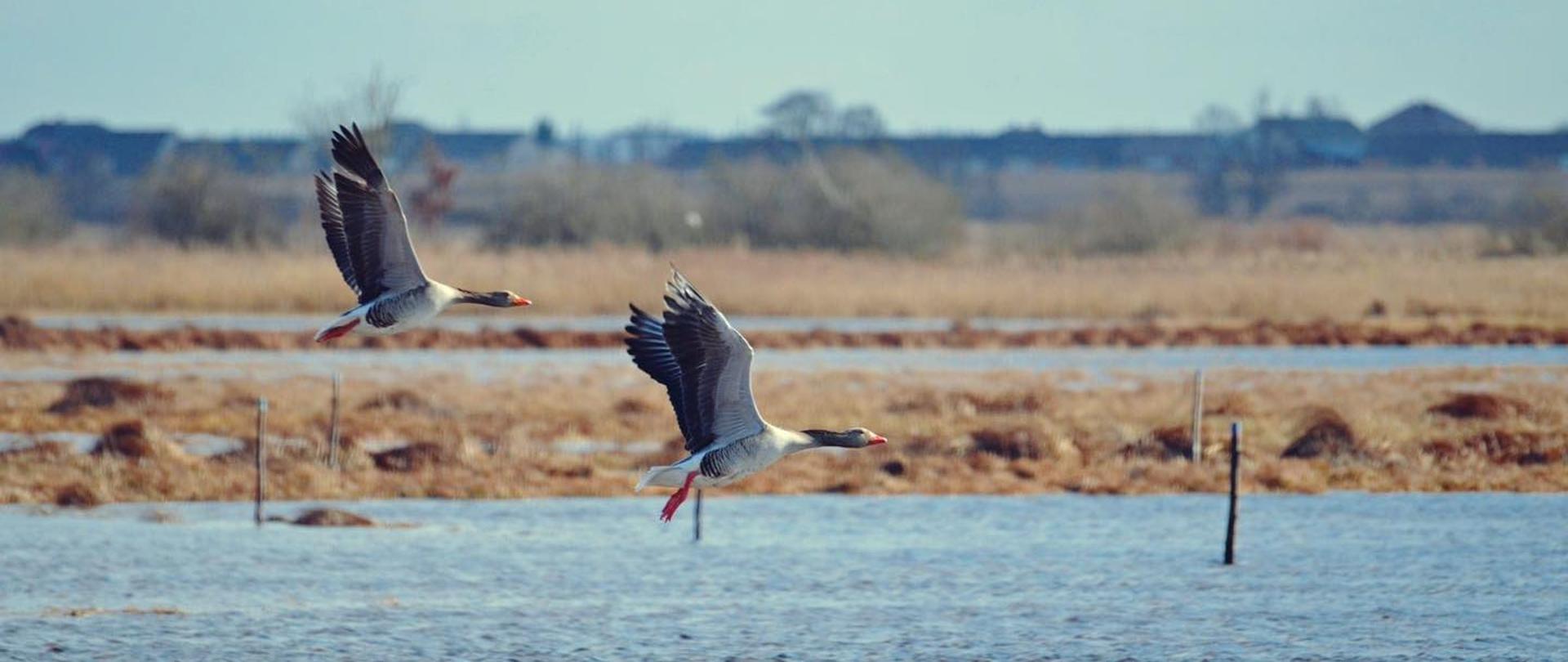 Światowy Dzień Ptaków Wędrownych 