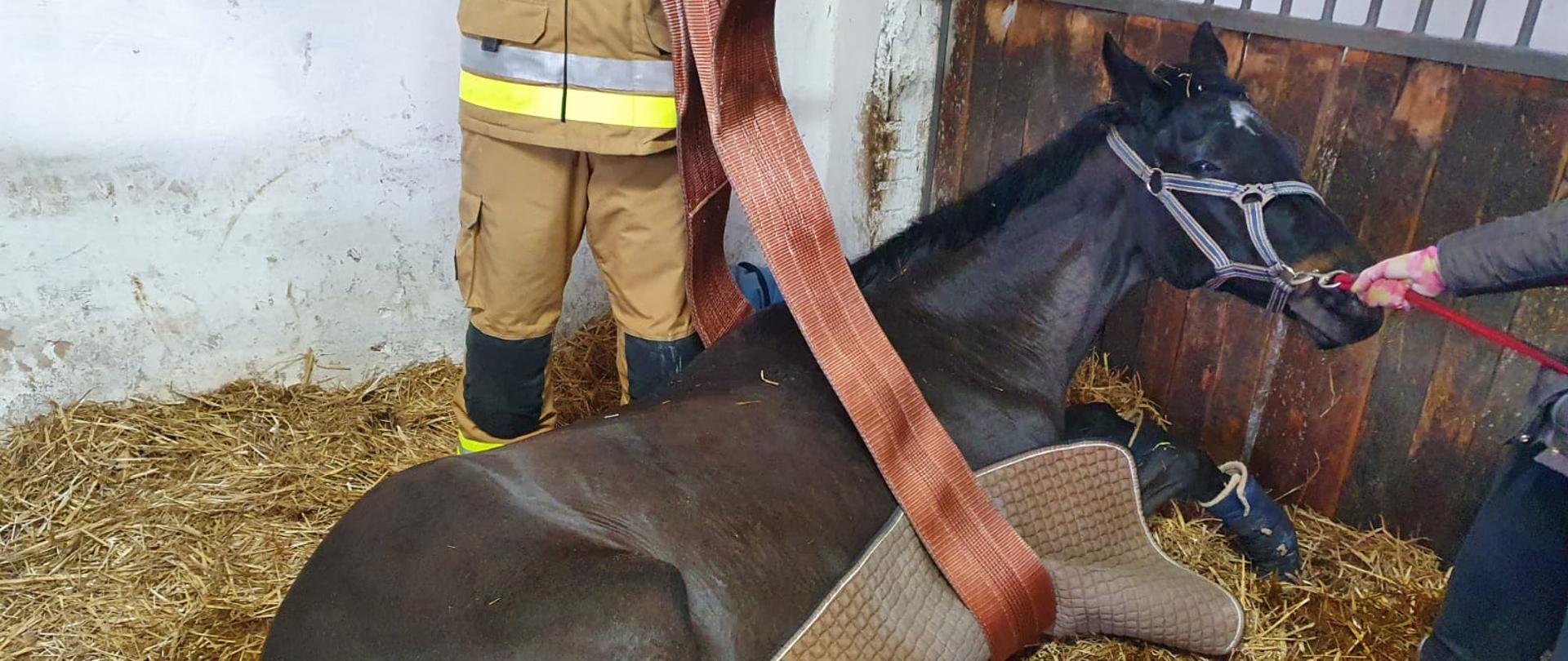 Koń leży na słomie w boksie i podniósł łeb. Za nim stoi strażak, który trzyma zawiesie przełożone pod koniem. Opiekunka trzyma konia za linę podczepioną do uprzęży