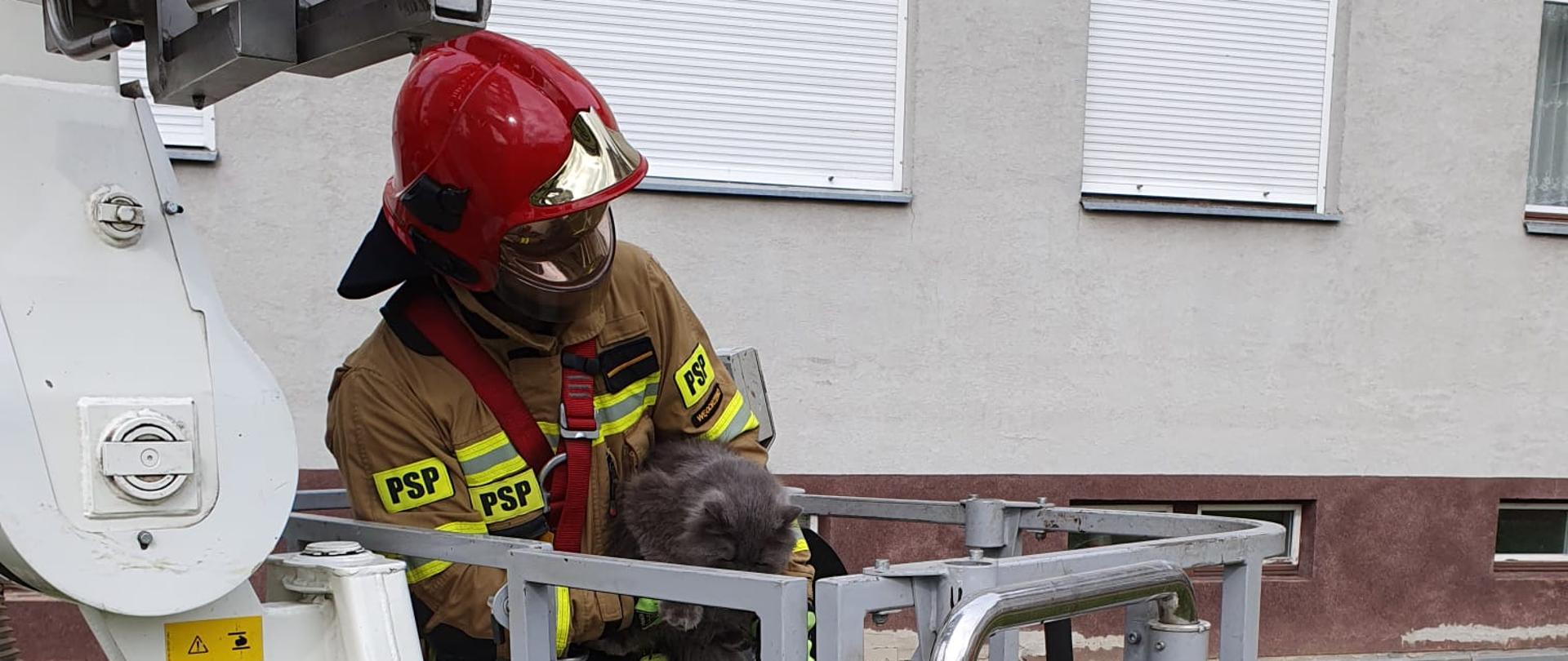 Strażak w koszu podnośnika trzyma uratowanego kota. 