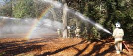 Na zdjęciu po prawej widoczni są strażacy ochotnicy, którzy gaszą pożar lasu. Prądy skierowane są w lewą stronę na roślinność lasu. Strażacy podają cztery prądy wody na las. W oddali widać drzewa